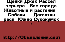 Щенки Джек Рассел терьера - Все города Животные и растения » Собаки   . Дагестан респ.,Южно-Сухокумск г.